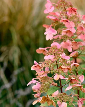 Благоустройство территории